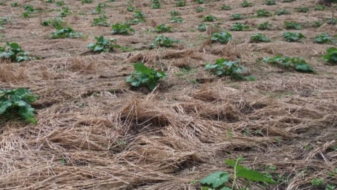 Comitiva de São Tomé e Príncipe vem a SC conhecer sistema sustentável de produção de hortaliças desenvolvido pela Epagri