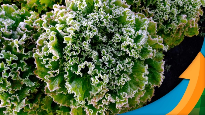 Horticultura: Produtora cria campanha em apoio aos produtores do cinturão verde que perderam suas produções com a geada