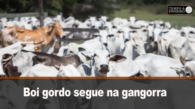 Boi gordo segue na gangorra com preços sem direção definida. Hyberville Neto comenta