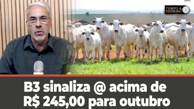 Boi gordo segue pressionado pela oferta e clima. B3 sinaliza @ acima de R$ 245,00 para outubro