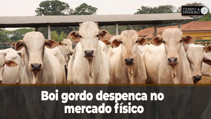 Boi gordo despenca no mercado físico. O que esperar? Hyberville Neto comenta