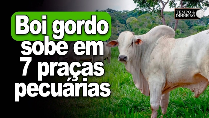 Boi gordo sobe em 7 praças pecuárias com oferta ajustada de boiadas