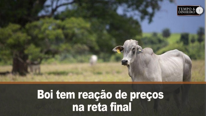 Boi tem reação de preços na reta final de abril com ligeira queda na oferta de animais