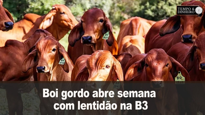 Boi gordo abre semana com lentidão na B3 e preços de lado no mercado físico
