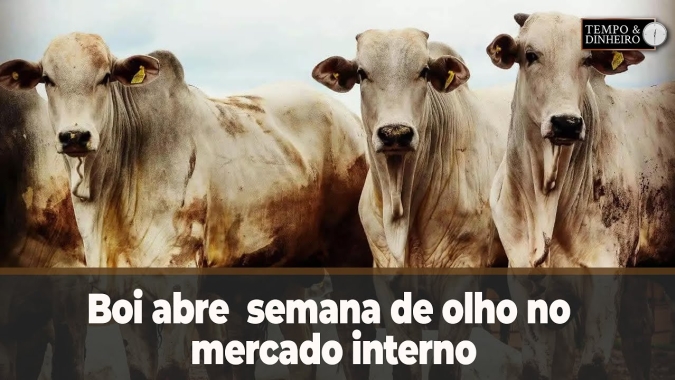 Boi abre semana de olho no mercado interno mas desconfiado com preços ofertados pela indústria