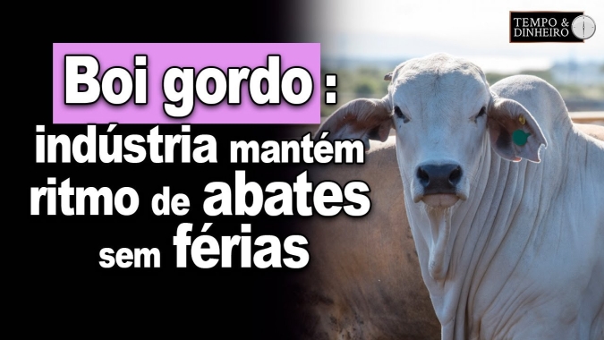 Boi gordo : indústria tem escalas compostas por lotes de confinamento e e mantém ritmo de abates