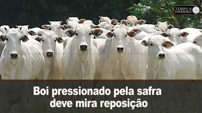 Boi pressionado pela safra deve mira reposição e inversão de ciclo em 2025