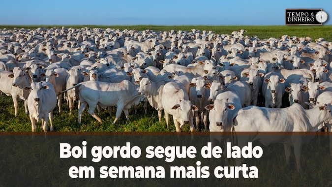 Boi gordo segue de lado em semana mais curta. E a demanda? Hyberville Neto comenta