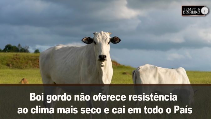 Boi gordo não oferece resistência ao clima mais seco e cai em todo o País.