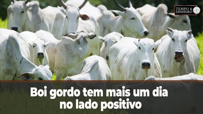 Boi gordo tem mais um dia no lado positivo no mercado físico e na B3 sinaliza R$235@ para julho