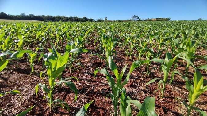Plantio do milho verão passa da metade no Brasil, mas atrasos continuam grandes