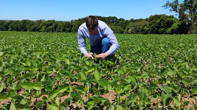 Ferramenta digital faz diagnóstico nutricional instantâneo em plantas