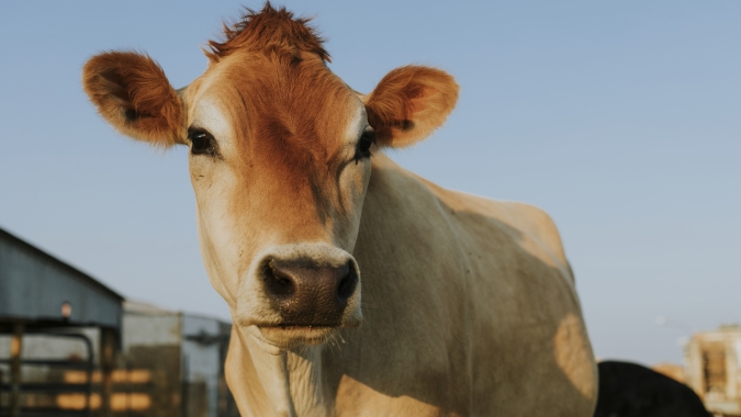 Tecnologia de biometria bovina chega ao Brasil com foco em rastreabilidade e segurança no campo