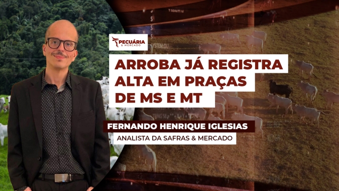 Exportações de carne bovina aceleram e frigoríficos têm dificuldade para encontrar o boi gordo