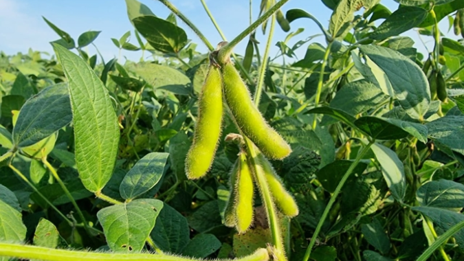 ELESTAL® Neo: Manejo da mosca-branca ganha inseticida inovador da Syngenta que controla praga em todas as fases