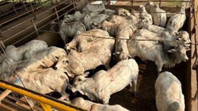 Agrobrazil: Escalas de abate apresentam comportamentos variados entre os estados monitorados