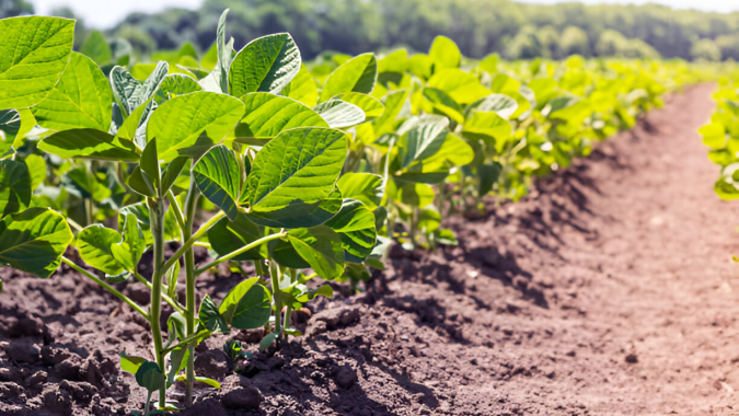 Agrodefesa informa aos produtores de feijão-comum o início da semeadura em Goiás nesta segunda-feira