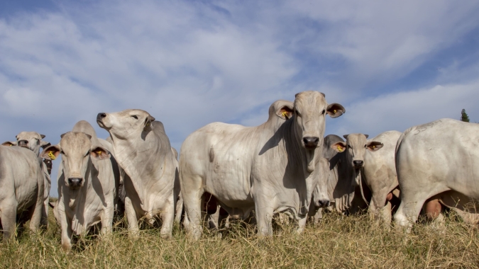 IZ promove treinamento em métodos de diagnóstico e controle de brucelose e tuberculose, doenças graves que acometem o gado