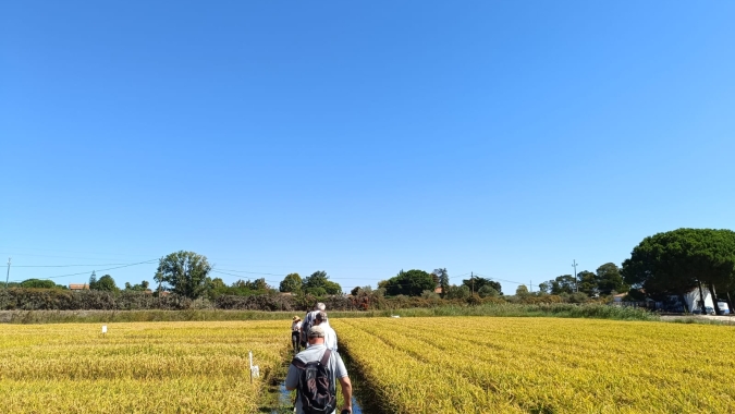 Arroz europeu mostra que há muito espaço para crescer no consumo e na produção, por Lena Miessva