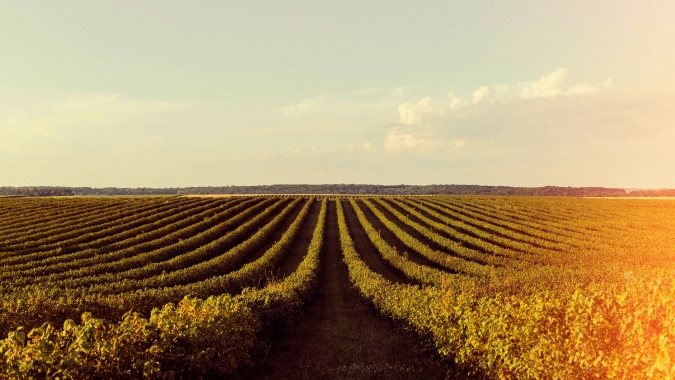 AgroGalaxy e a Bayer anunciam fim de parceria na distribuição de defensivos