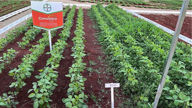 Convintro Duo chega ao mercado como nova ferramenta contra plantas daninhas resistentes