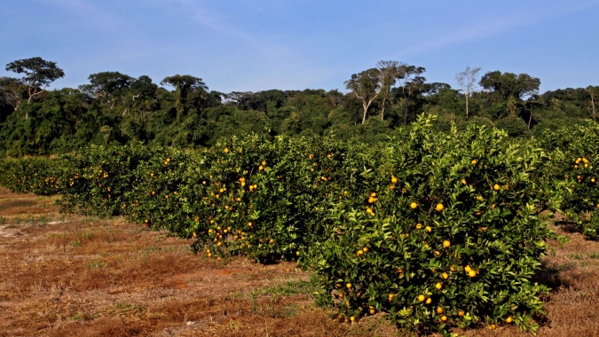 Controle do psilídeo-dos-citros é estratégico na contenção do avanço do greening nos pomares do cinturão de SP e MG
