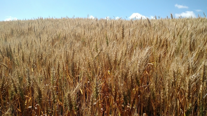 Milhões correm risco de desnutrição com alta do preço do trigo, alertam FAO e OCDE