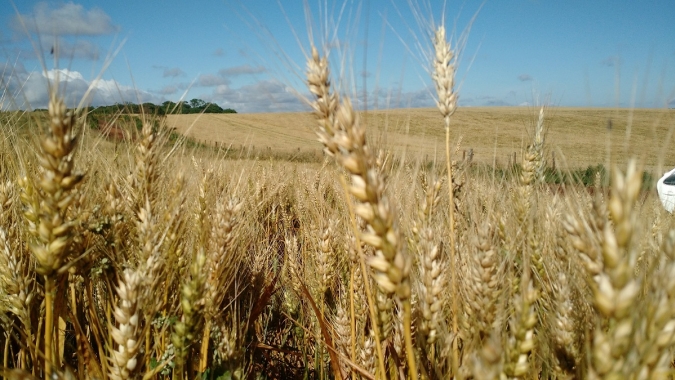 Maringá inicia plantio de trigo de 2022 no PR; colheita de soja atinge 88% da área
