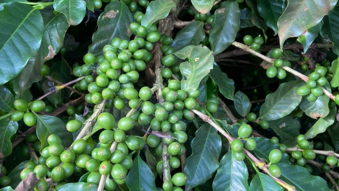 Com suporte na preocupação com oferta global, café volta a subir em Nova York nesta 5ª feira