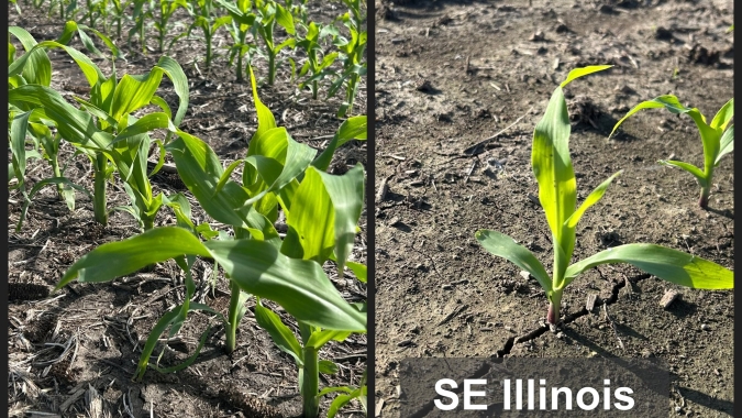 USDA traz plantio da soja dentro do esperado, mas índice de bom/excelente no milho abaixo das expectativas