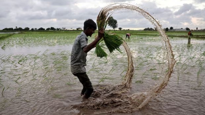 Estoques de arroz da Índia atingem recorde, impulsionando perspectivas de exportação