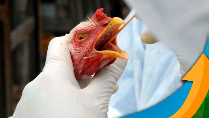 Holanda vai abater mais 29.000 frangos para conter a gripe aviária