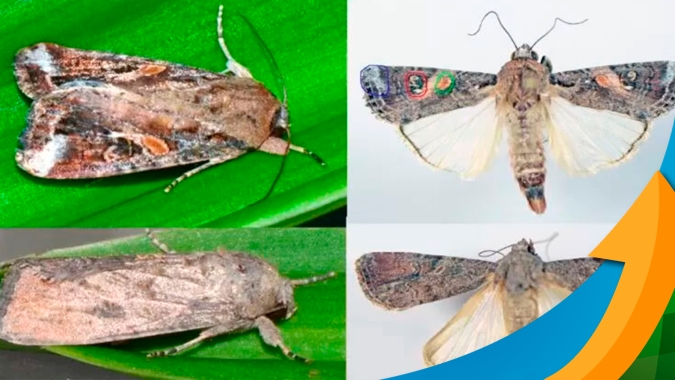 Tecnologia biológica para controle da Spodoptera diminui a possibilidade de acasalamento entre adultos