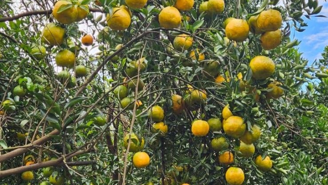Agrodefesa identifica novas áreas com sintomas de HLB em Anápolis e reforça ações de contenção da praga no Estado