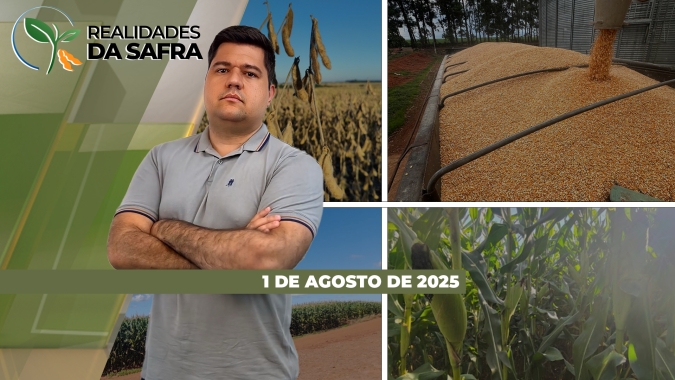 Colheita do milho praticamente finalizada e com altas produtividades em Sinop/MT e Cerejeiras/RO