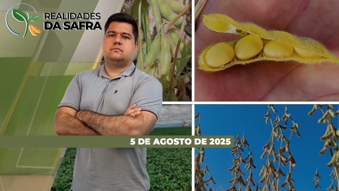 Safrinha de milho chegando ao fim com bons resultados em Mato Grosso e Campo Mourão/PR