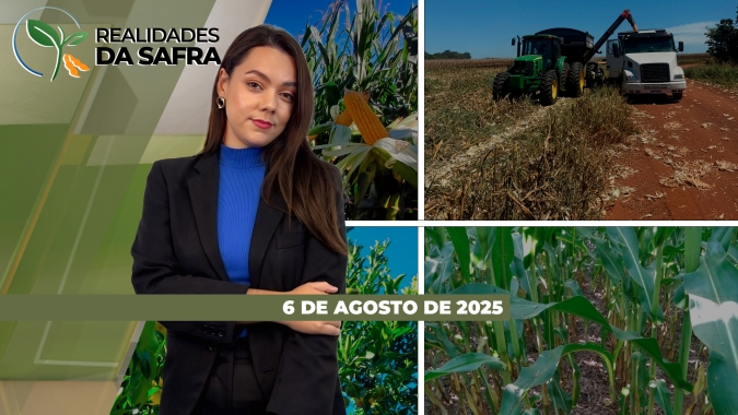 Safra de milho avança no PR e MS, enquanto Nova Mutum/MT prevê alta de custos para a soja 25/26