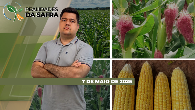 Mato Grosso e Pato Branco/PR se aproximam da colheita do milho com alta projeção de produtividade