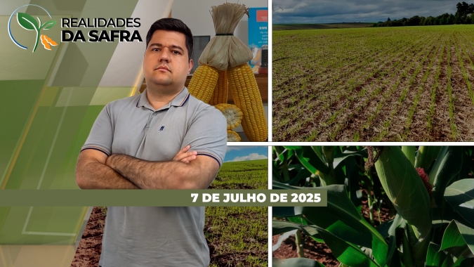 Colheita do milho ganhou mais ritmo em Diamantino/MT e Amambai/MS