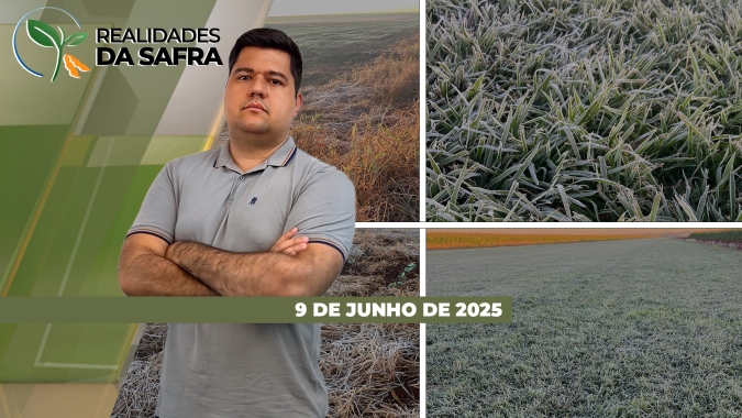 Tapurah/MT avança colheita do milho com boas produtividades e Doutor Camargo/PR também espera bons resultados