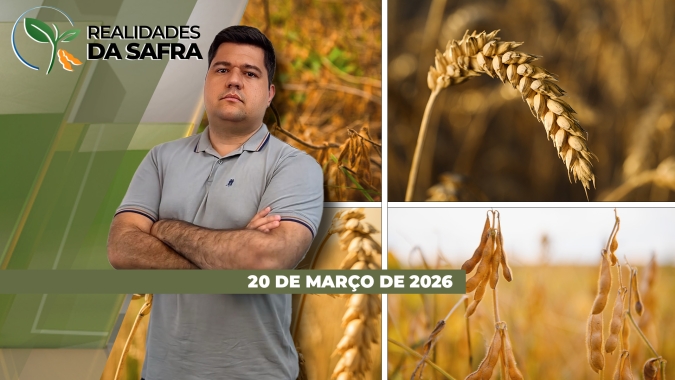 Chuva dificulta colheita da soja em Paracatu/MG e alta pressão de pragas no milho liga o alerta em Maringá/PR