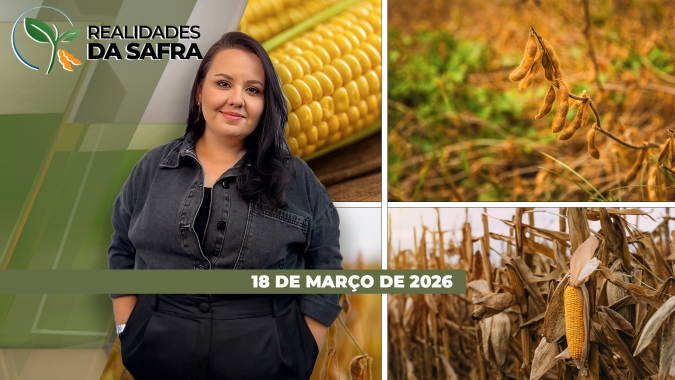 Excesso de chuvas ainda prejudica colheita da soja e plantio do milho no BR; canola ganha cada vez mais espaço