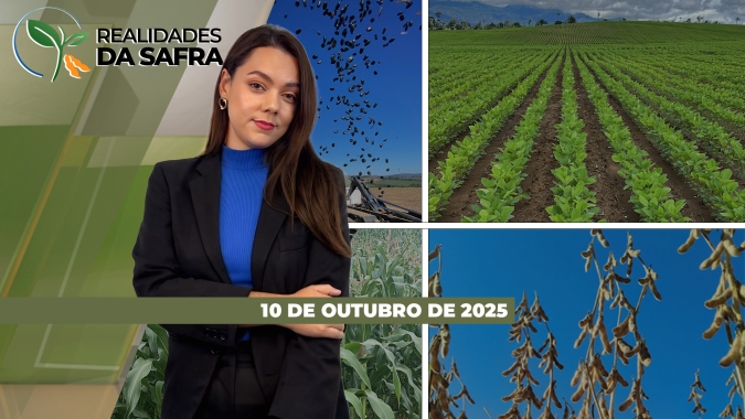 Clima impacta andamento do plantio da soja em Tapurah/MT e Doutor Camargo/PR, enquanto o girassol ganha destaque como alternativa produtiva e resistente ao clima