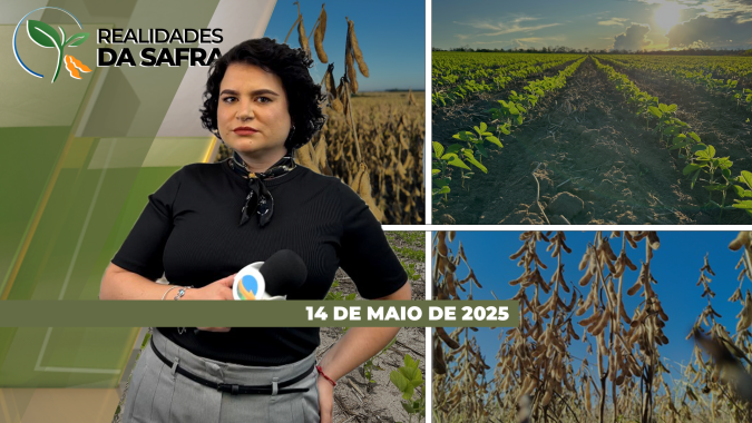 Milho tem bom desenvolvimento em Cascavel (PR); colheita do milho no Paraguai começa