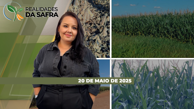Realidades da Safra 20/05/2025 - Desenvolvimento da safrinha de milho em Laguna Carapã/MS e Goioerê/PR é satisfatório; mandioca sofre com pragas