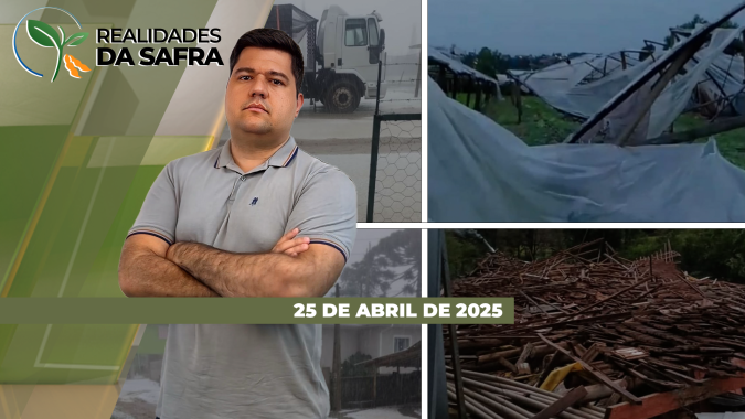 Paraná e Rio Grande do Sul esperam grande redução na área de trigo em 2025