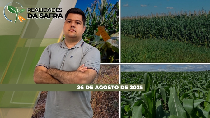 Colheita do milho perto do fim e com resultados variados em Cândido Mota/SP e em Dr. Camargo/PR