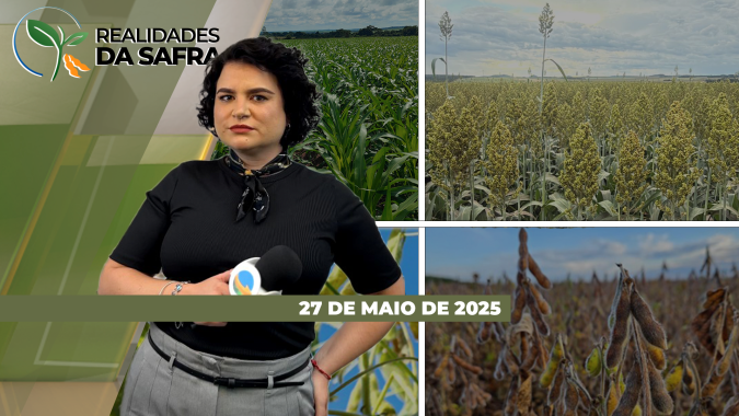 Começa a colheita do milho segunda safra no Mato Grosso e em Boa Esperança do Sul (SP)