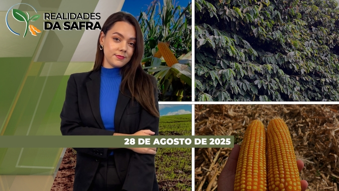 Colheita do milho avança para o fim no Centro-Sul com altas produtividades; safra de inverno evolui bem no RS