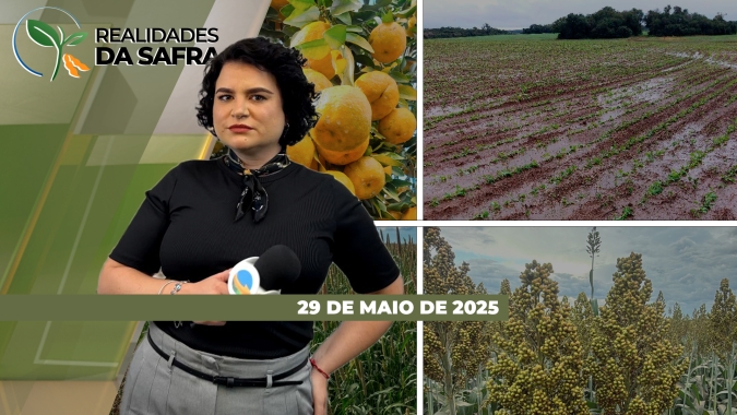 Clima chuvoso e frio deve beneficiar cultivos em SC, mas tem prejudicado plantio de inverno em São Borja (RS)